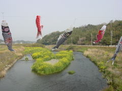 菜の花が咲く内部川