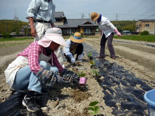 「大きくくなーれ」とおまじないをかけながら植え付けました