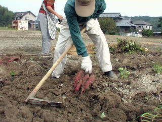 一株でこんなにたくさんなりました