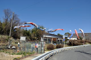 今年の鯉のぼり、学童保育所の前で登校してくる生徒を迎えます