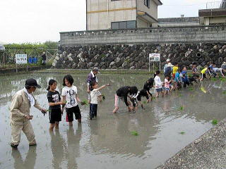 北小松の子どもからお年寄りまで三世代が横一線に並んで田植えをしました