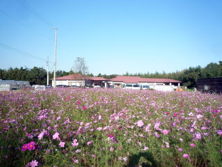 貝家町の西に広がる畑の中に「わかたけ萩の里」はあります。いっぱいに咲いたコスモスがきれいでした。