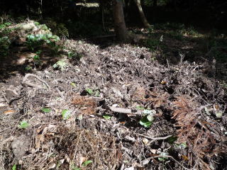 采女城跡へ登る道脇の湿った平地が一面掘り起こされていました。