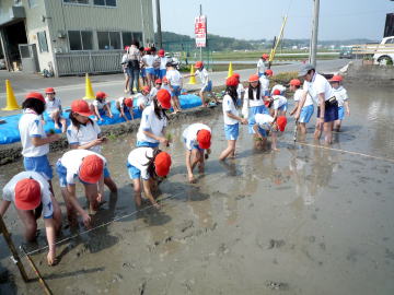 田植え綱の印のところに一株3～4本のイネを植えていきます