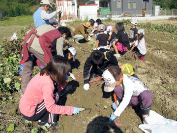 おじいちゃん、おばあちゃんと一緒に芋掘り