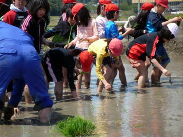 田植え縄の印に沿って苗をうえていきます。初めての田植えはむつかしい。